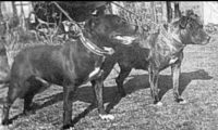 history staffordshire bull terrier