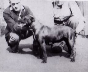 history staffordshire bull terrier