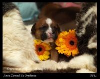 Staffordshire Bull Terrier - litter A