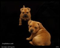 Staffordshire Bull Terrier - litter A