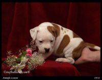 Staffordshire Bull Terrier - litter A