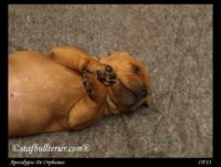 Staffordshire Bull Terrier - litter A