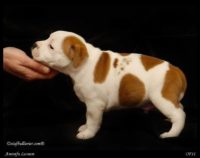 Staffordshire Bull Terrier - litter A