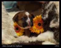 Staffordshire Bull Terrier - litter A