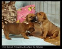 Staffordshire Bull Terrier - litter A