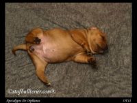 Staffordshire Bull Terrier - litter A