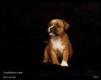 Staffordshire Bull Terrier - litter A