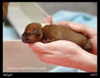 Staffordshire Bull Terrier - litter A