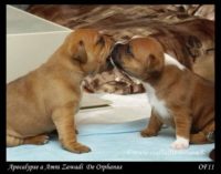 Staffordshire Bull Terrier - litter A