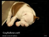 Staffordshire Bull Terrier - litter A