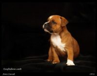 Staffordshire Bull Terrier - litter A