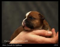 Staffordshire Bull Terrier - litter A