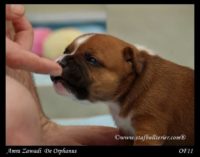 Staffordshire Bull Terrier - litter A