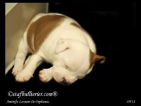 Staffordshire Bull Terrier - litter A