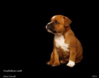 Staffordshire Bull Terrier - litter A