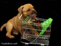 Staffordshire Bull Terrier - litter A