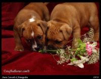 Staffordshire Bull Terrier - litter A