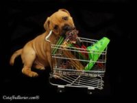 Staffordshire Bull Terrier - litter A