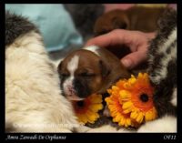 Staffordshire Bull Terrier - litter A