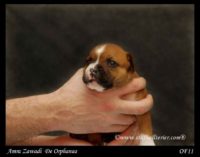 Staffordshire Bull Terrier - litter A