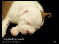 Staffordshire Bull Terrier - litter A