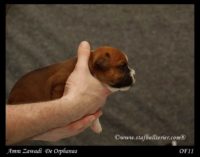 Staffordshire Bull Terrier - litter A