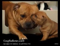 Staffordshire Bull Terrier - litter A