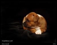 Staffordshire Bull Terrier - litter A