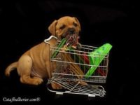 Staffordshire Bull Terrier – litter A