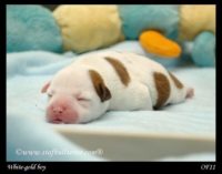 Staffordshire Bull Terrier - litter A