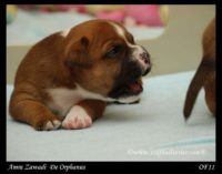 Staffordshire Bull Terrier - litter A