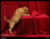 Staffordshire Bull Terrier - litter A