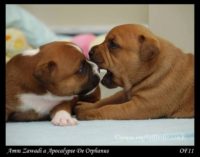 Staffordshire Bull Terrier - litter A