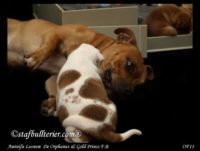 Staffordshire Bull Terrier - litter A