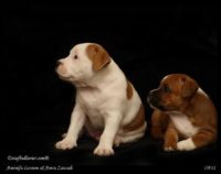 Staffordshire Bull Terrier - litter A