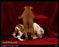 Staffordshire Bull Terrier - litter A