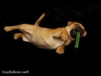 Staffordshire Bull Terrier - litter A