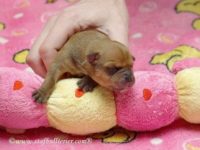 Staffordshire Bull Terrier - litter A