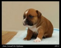 Staffordshire Bull Terrier - litter A