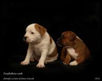 Staffordshire Bull Terrier - litter A