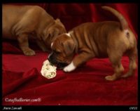 Staffordshire Bull Terrier - litter A