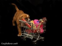 Staffordshire Bull Terrier - litter A