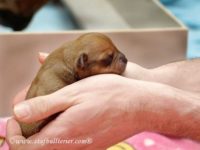 Staffordshire Bull Terrier - litter A