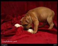 Staffordshire Bull Terrier - litter A