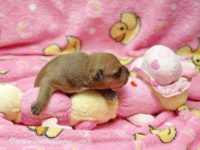 Staffordshire Bull Terrier - litter A