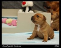 Staffordshire Bull Terrier - litter A