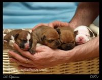 Staffordshire Bull Terrier - litter A