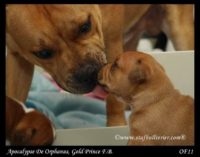 Staffordshire Bull Terrier - litter A