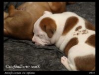 Staffordshire Bull Terrier - litter A