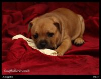 Staffordshire Bull Terrier - litter A